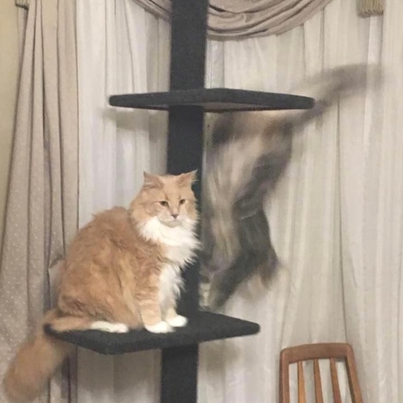 Meet your Posher, Peggy - Picture 6 of 10